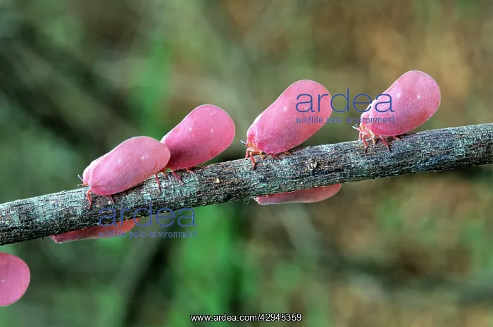 : Flatid LEAF BUG - adult with pink wings : Flatid LEAF BUG - adult with pink wings