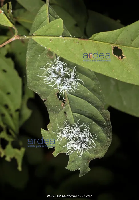 : (Flatida) Late-stage larval cicada nymphs, Flatidae : (Flatida) Late-stage larval cicada nymphs, Flatidae