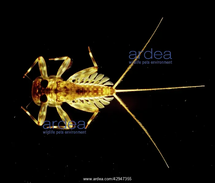 : Flattened Mayfly Nymph : Flattened Mayfly Nymph