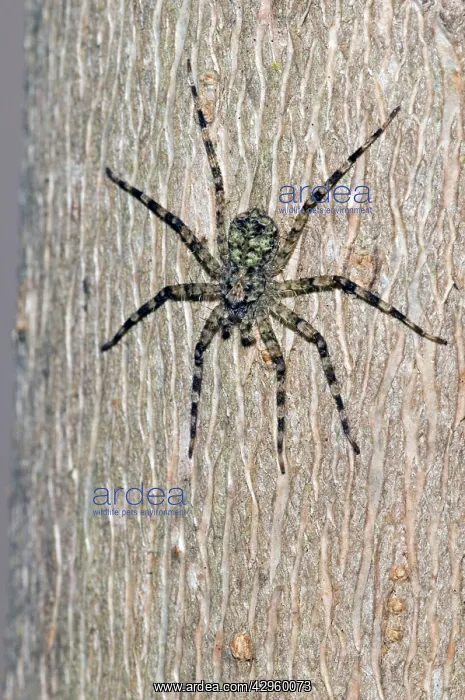 : Flattie Spider - resting on tree trunk, showing : Flattie Spider - resting on tree trunk, showing