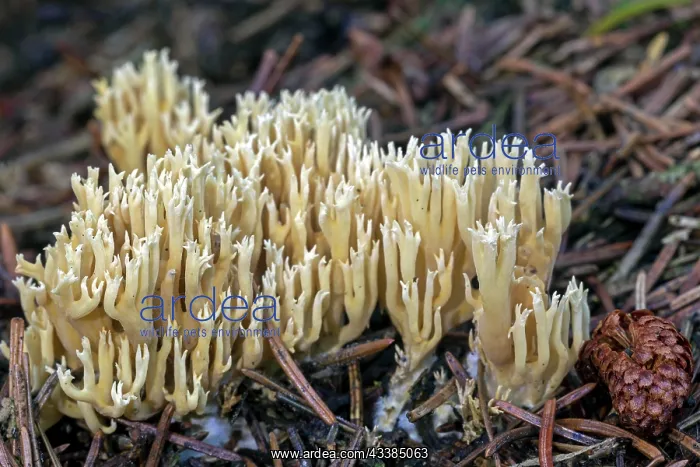: The Flattrige Fichtenkoralle is a typical coniferous f : The Flattrige Fichtenkoralle is a typical coniferous f