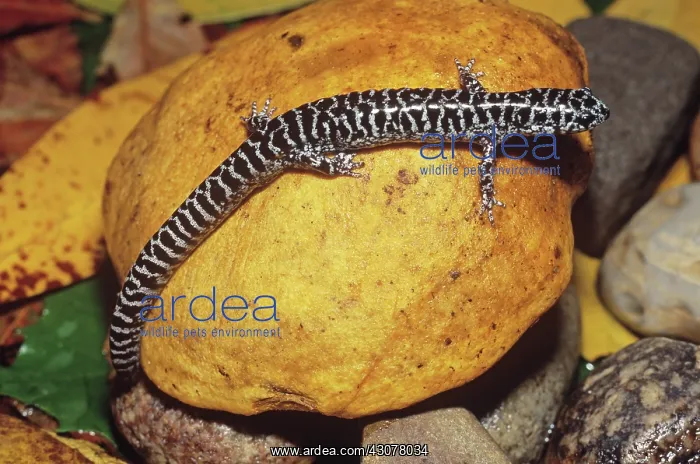 : Flatwoods Salamander : Flatwoods Salamander
