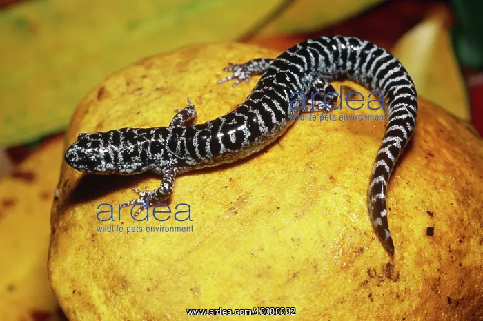 : Flatwoods Salamander : Flatwoods Salamander