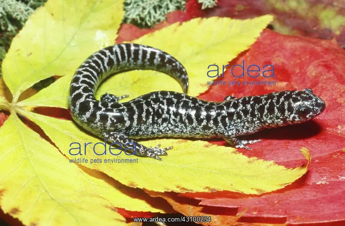 : Flatwoods Salamander : Flatwoods Salamander