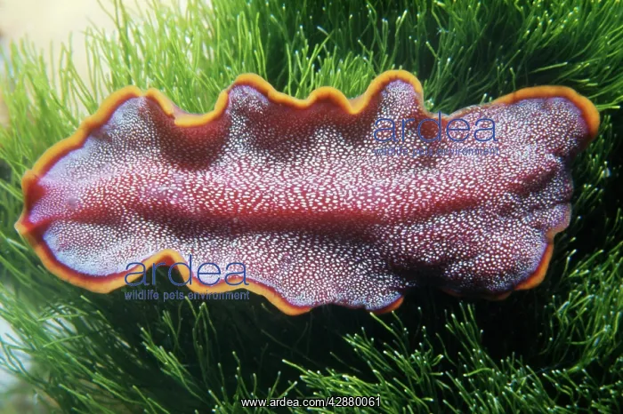 : FLATWORM. Great Barrier Reef, Australia : FLATWORM. Great Barrier Reef, Australia