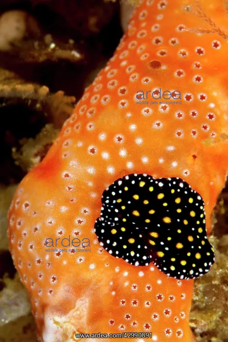 : Flatworm (Pseudoceros bajae). Sea of Cortez - Mexico : Flatworm (Pseudoceros bajae). Sea of Cortez - Mexico