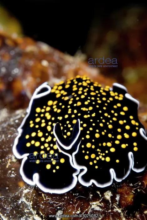  : Flatworm