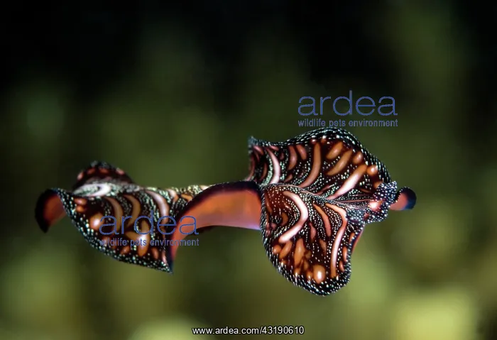 : Flatworm (Pseudoceros sp) swimming, Indonesia, Bali, Pemuteran, Biorocks : Flatworm (Pseudoceros sp) swimming, Indonesia, Bali, Pemuteran, Biorocks