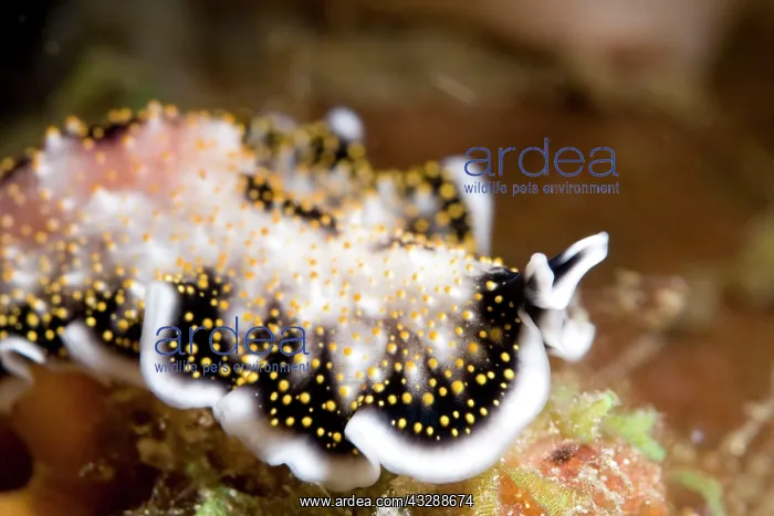 : Flatworm : Flatworm