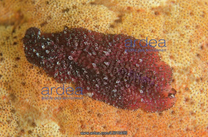 : Flatworm on coral on night dive TK1 dive site, Lembeh : Flatworm on coral on night dive TK1 dive site, Lembeh