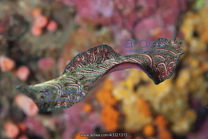 : Flatworm - free-swimming : Flatworm - free-swimming