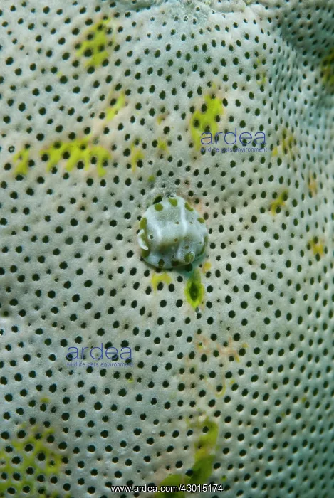 : Flatworm on Lesser Urn Sea Squirt (Atriolum robustum : Flatworm on Lesser Urn Sea Squirt (Atriolum robustum