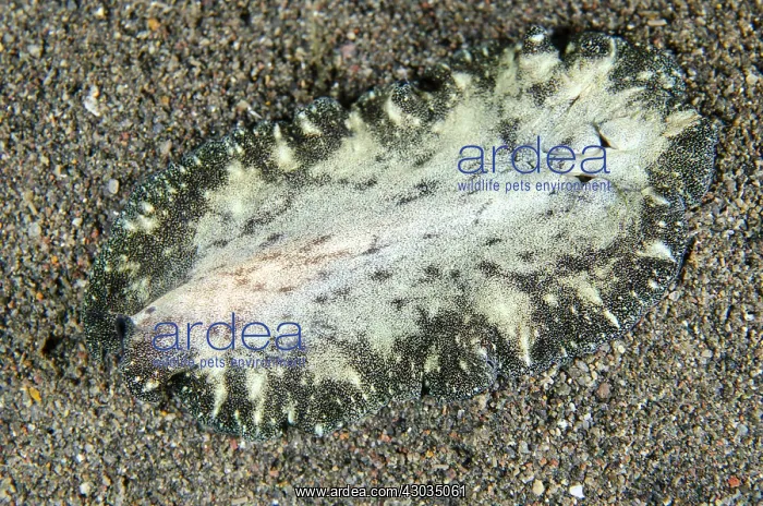 : Flatworm - Night dive, Melasti dive site, Amed : Flatworm - Night dive, Melasti dive site, Amed