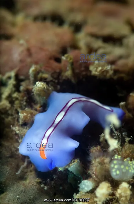 : Flatworm (Pseudoceros bifurcus) crawling over the coral : Flatworm (Pseudoceros bifurcus) crawling over the coral