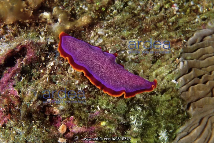 : Flatworm, Pseudoceros ferrugineus, Walindi, West New Britain