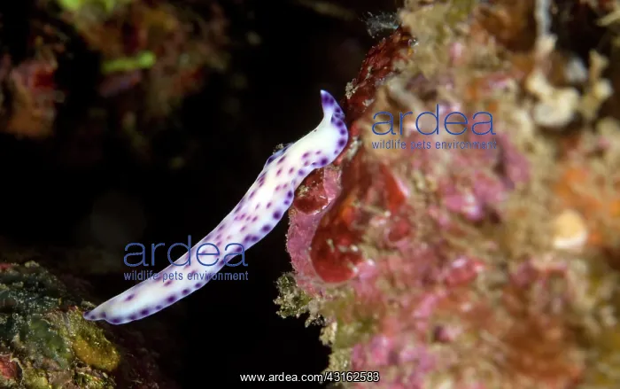  : Flatworm (Pseudoceros laingensis) crawling over the reef