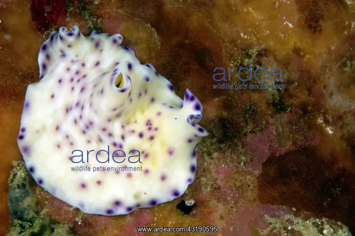  : Flatworm (Pseudoceros laingensis) crawling over the reef