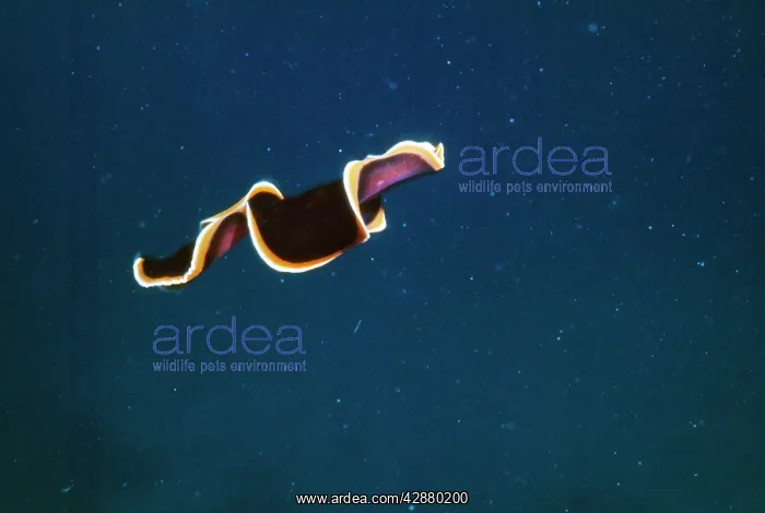 : Flatworm - swimming : Flatworm - swimming