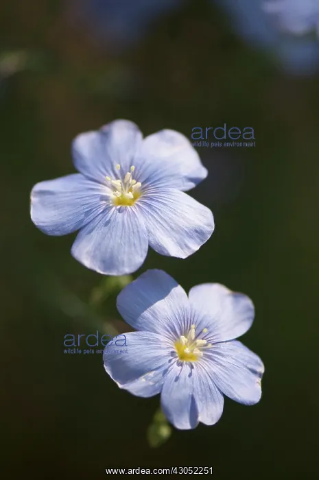 : Flax, Blue flax, Linum lewisii : Flax, Blue flax, Linum lewisii
