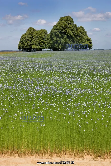 : Flax field and Lime Tree : Flax field and Lime Tree