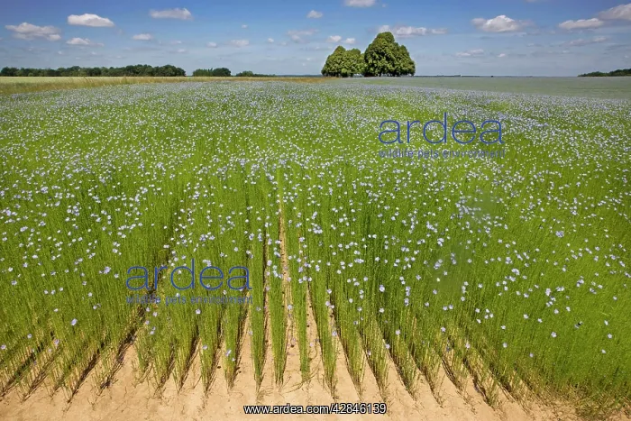  : Flax field and Lime Tree