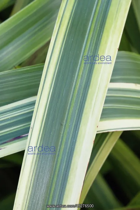 : Flax, Flax lily Duet, Phormium Duet, Green subject : Flax, Flax lily Duet, Phormium Duet, Green subject