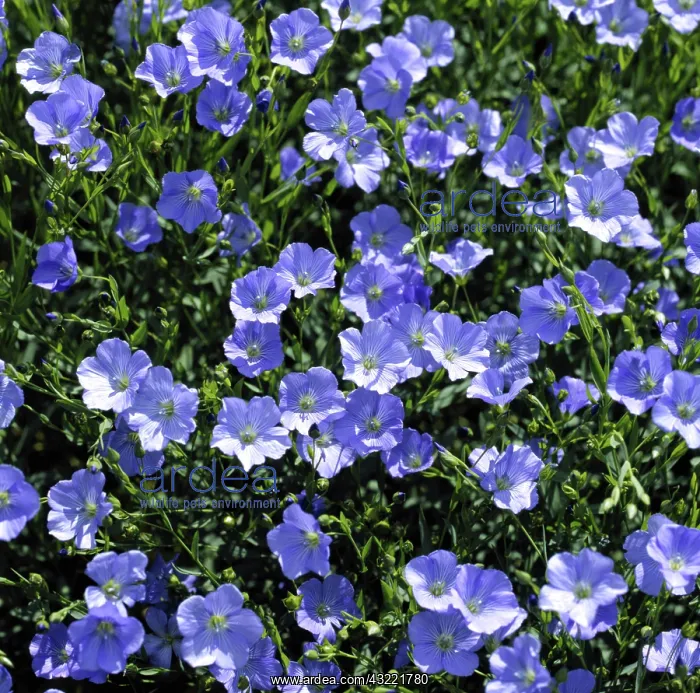 : Flax flowers : Flax flowers