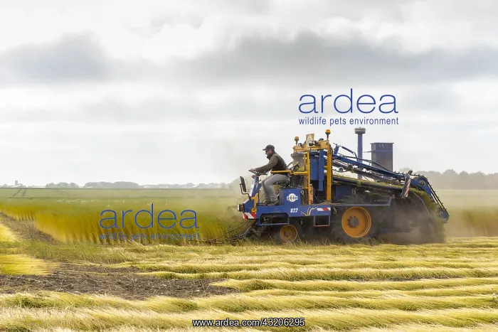 : Flax harvesting by uprooting, summer, Sangatte : Flax harvesting by uprooting, summer, Sangatte
