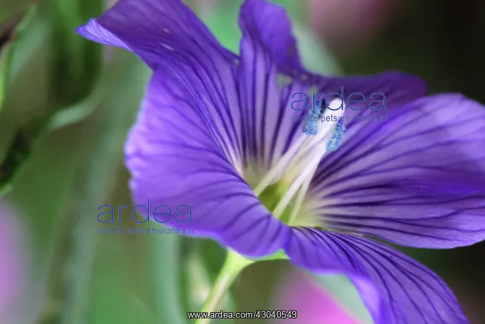 : Flax, Linum : Flax, Linum