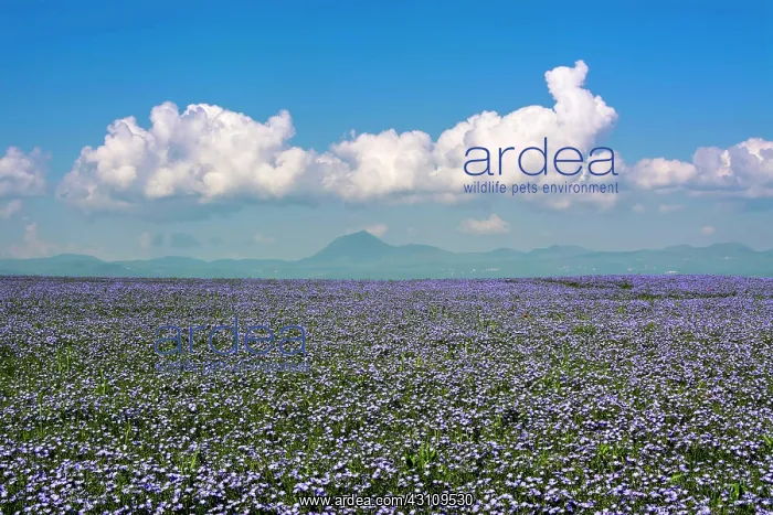 : Flax (Linum usitatissimum) field in flower, volcano : Flax (Linum usitatissimum) field in flower, volcano