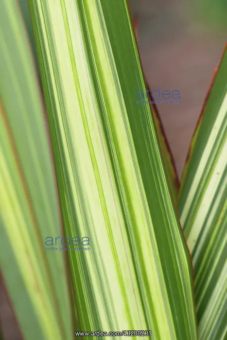 : Flax, New Zealand flax Apricot Cream, Phormium : Flax, New Zealand flax Apricot Cream, Phormium