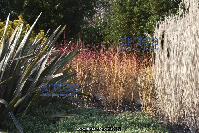 : Flax, New Zealand flax Maori Queen, Phormium tenax : Flax, New Zealand flax Maori Queen, Phormium tenax