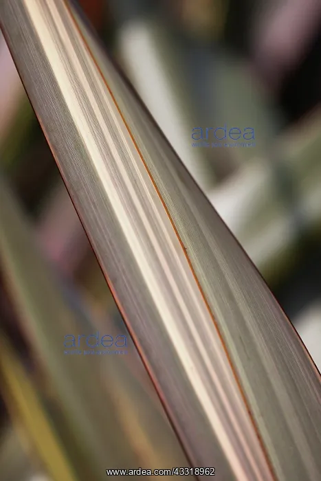  : Flax, New Zealand flax Maori Queen, Phormium tenax