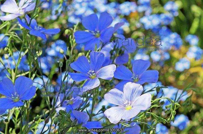 : Flax, Perennial flax : Flax, Perennial flax