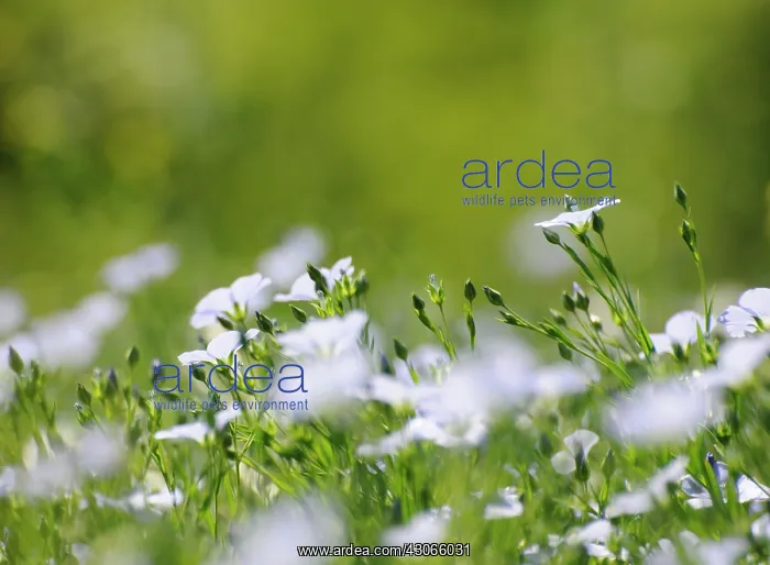 : Flax, Perennial flax, Linum perenne : Flax, Perennial flax, Linum perenne