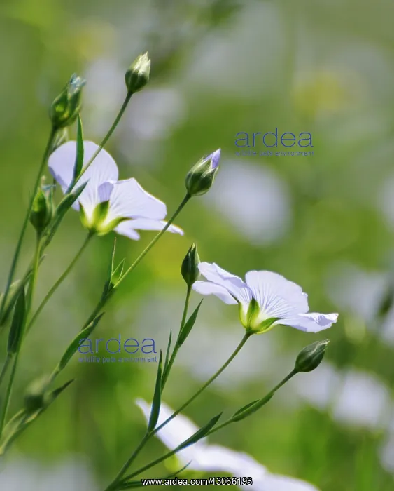 : Flax, Perennial flax, Linum perenne : Flax, Perennial flax, Linum perenne