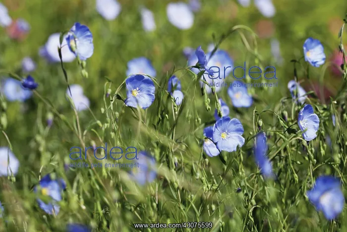 : Flax, Perennial flax, Linum perenne Blue sapphire : Flax, Perennial flax, Linum perenne Blue sapphire