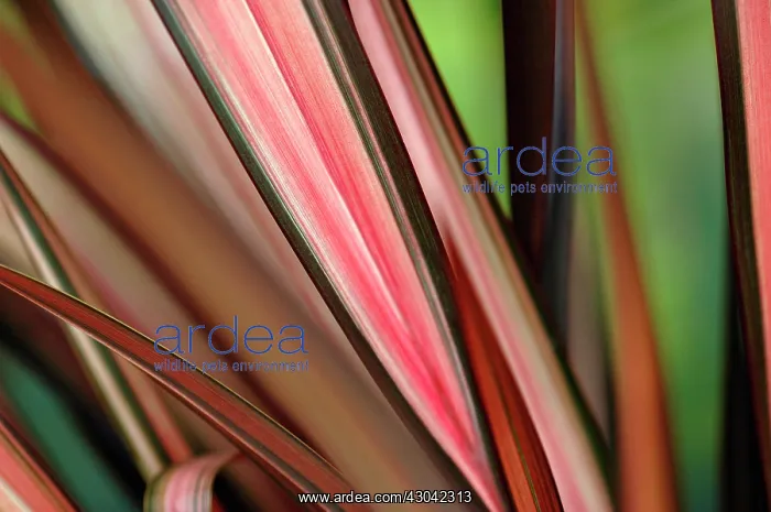 : Flax, Phormium tenax : Flax, Phormium tenax