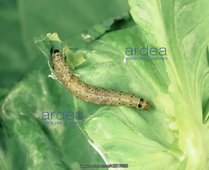 : Flax tortrix larva : Flax tortrix larva