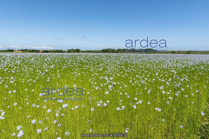 : Flaxfield (Linum usitatissimum) in bloom in spring : Flaxfield (Linum usitatissimum) in bloom in spring