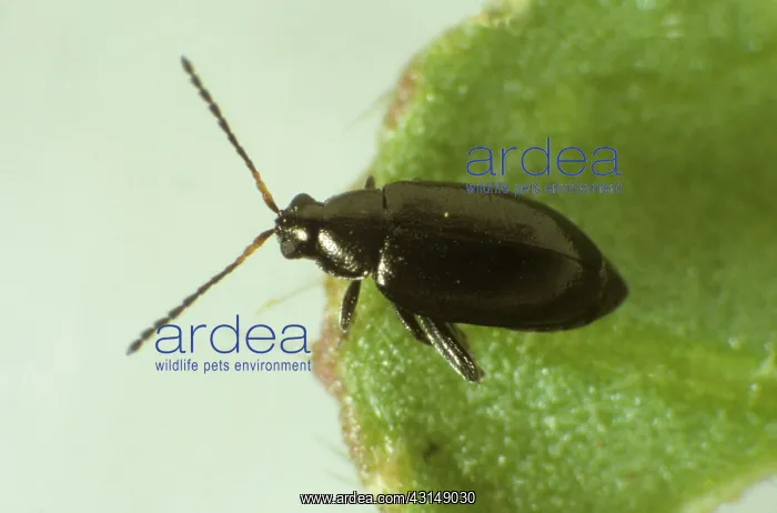 : Flea beetle : Flea beetle