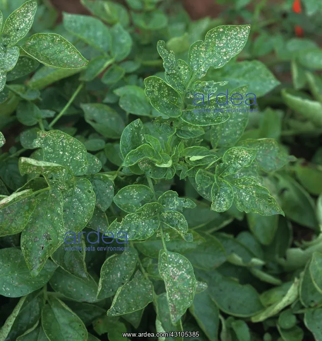 : Flea beetle damage to potato foliage : Flea beetle damage to potato foliage