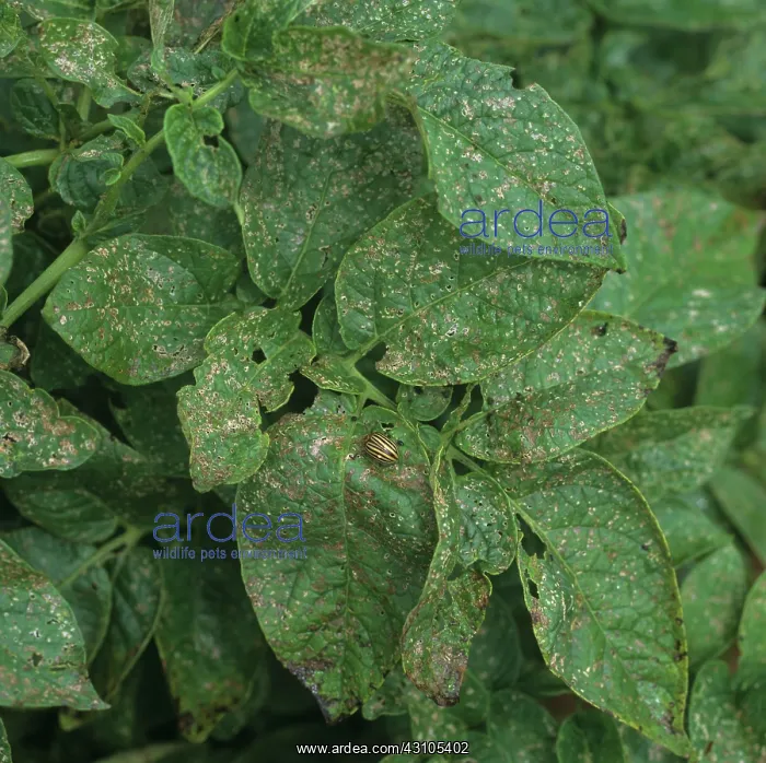 : Flea beetle damage to potato foliage : Flea beetle damage to potato foliage
