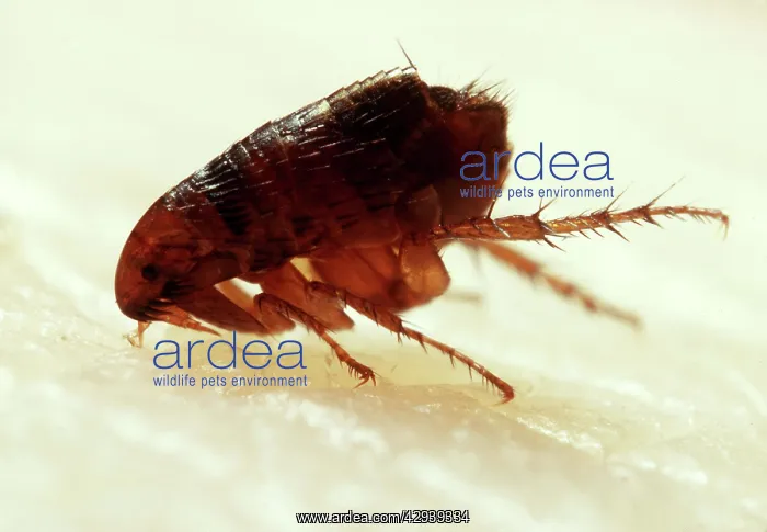  : FLEA - BITING
