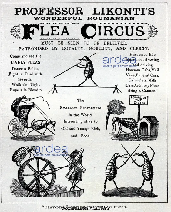 : Flea Circus advert : Flea Circus advert
