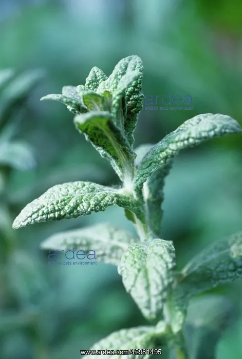 : Fleabane, Erigeron : Fleabane, Erigeron
