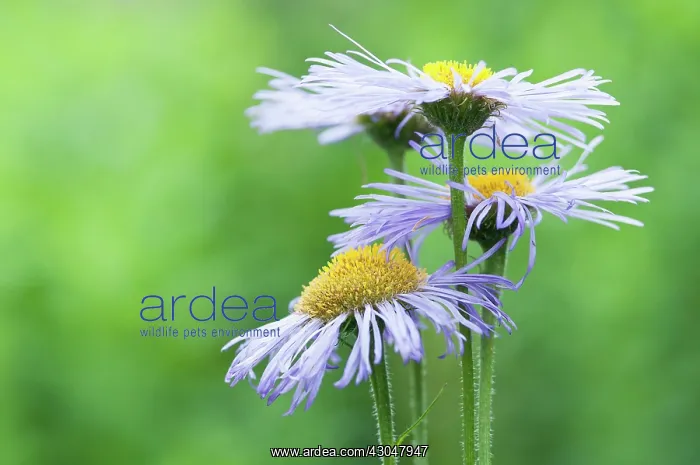 : Fleabane. Daisy-like flowers of Erigeron Azure Beauty with pale lilac-pink petals : Fleabane. Daisy-like flowers of Erigeron Azure Beauty with pale lilac-pink petals