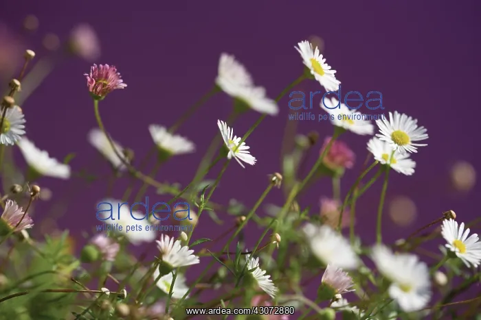 : Fleabane, Erigeron karvinskianus Profusion : Fleabane, Erigeron karvinskianus Profusion