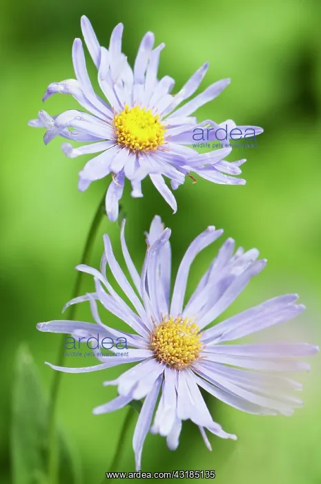 : Fleabane, Erigeron Azure beauty, Close up of two : Fleabane, Erigeron Azure beauty, Close up of two