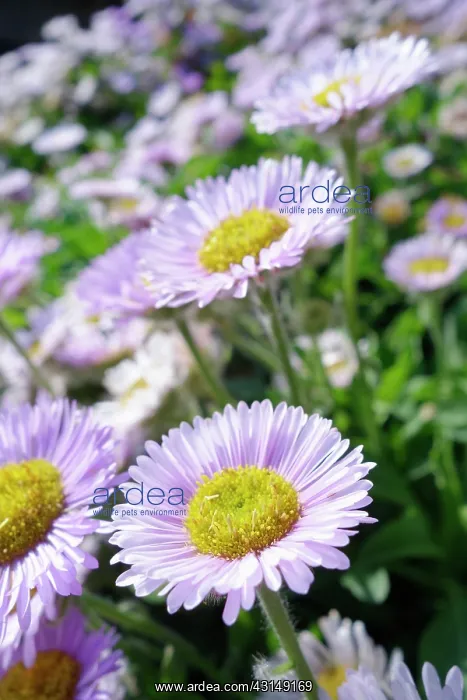  : Fleabane, Erigeron ;Prosperity, Mauve coloured petals with
